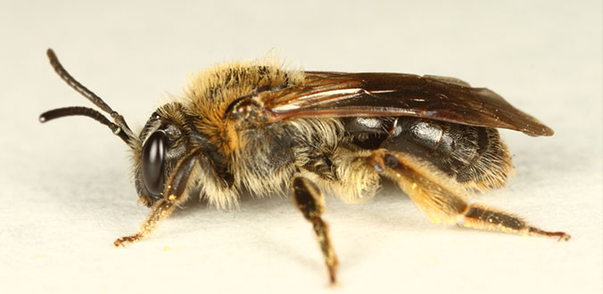 Mining Bee