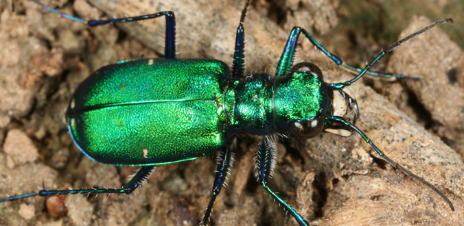 Tiger Beetle